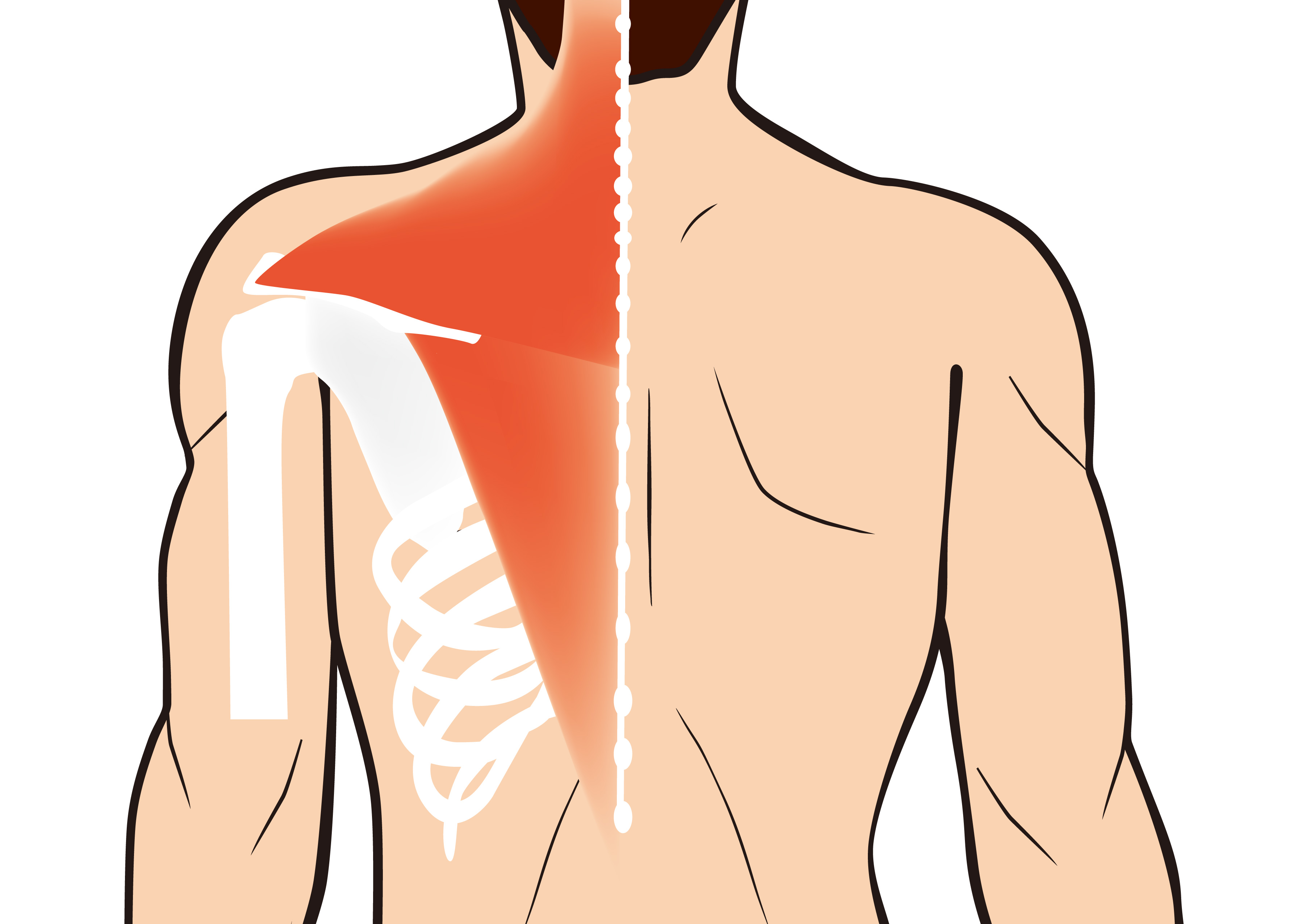 筋トレするならボディメーカー Bm Training Navi トレーニングナビ イラストで分かりやすい筋肉図解 肩 Bodymaker ボディメーカー 公式 スポーツ通販サイト