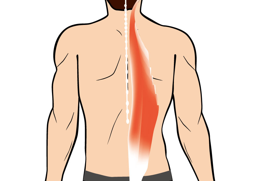 脊柱起立筋