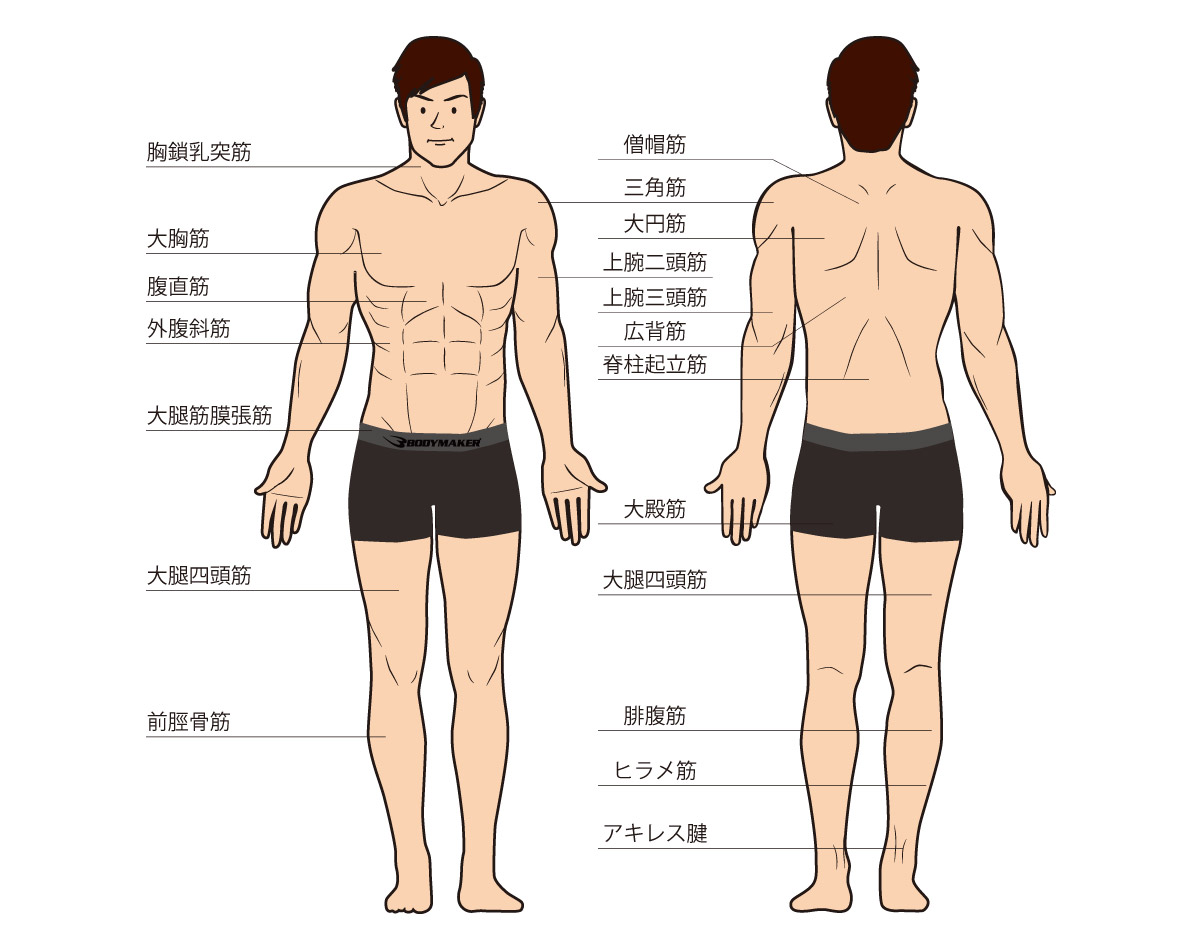 筋トレするならボディメーカー Bm Training Navi トレーニングナビ イラストで分かりやすい筋肉図解 Bodymaker ボディメーカー 公式 スポーツ通販サイト