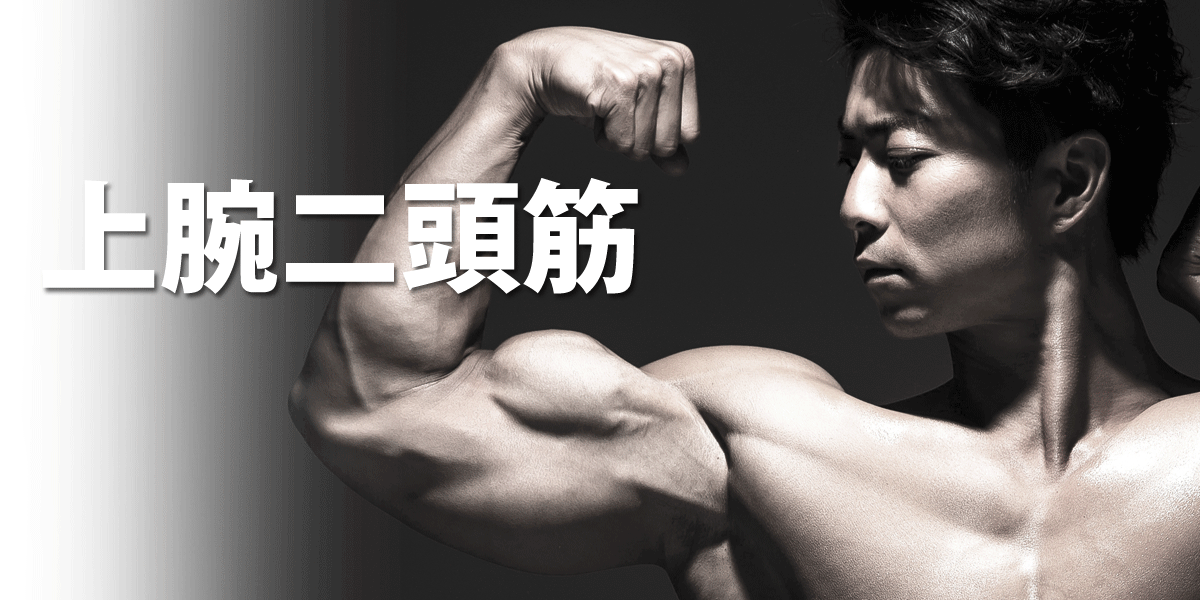 上腕二頭筋
