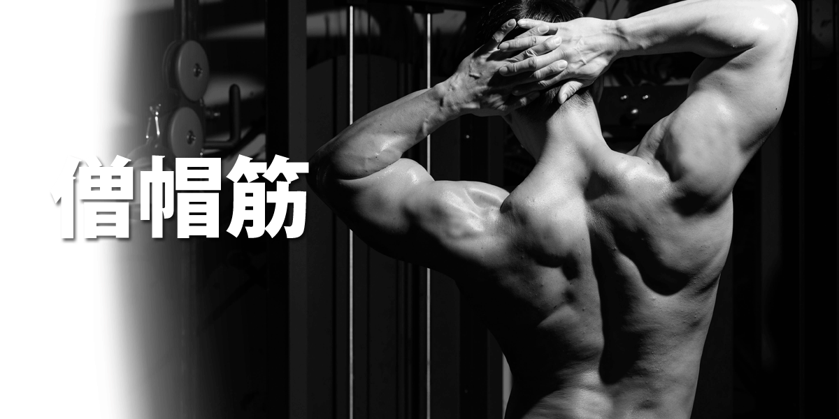 僧帽筋