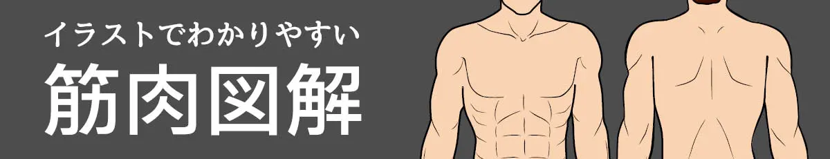 イラストでわかる筋肉図解