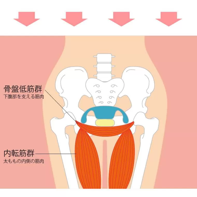 内転筋強化グリップ