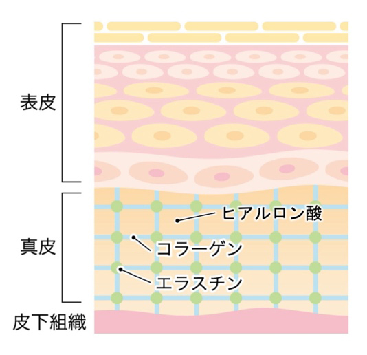 皮膚の老化